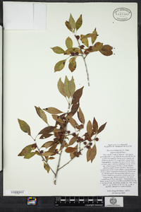 Ilex verticillata image