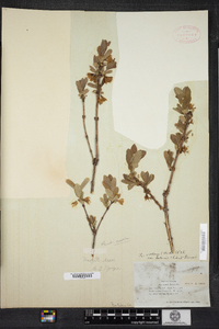 Lonicera villosa image