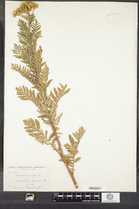 Tanacetum vulgare image