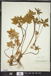 Ranunculus recurvatus image