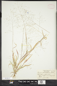 Panicum philadelphicum image