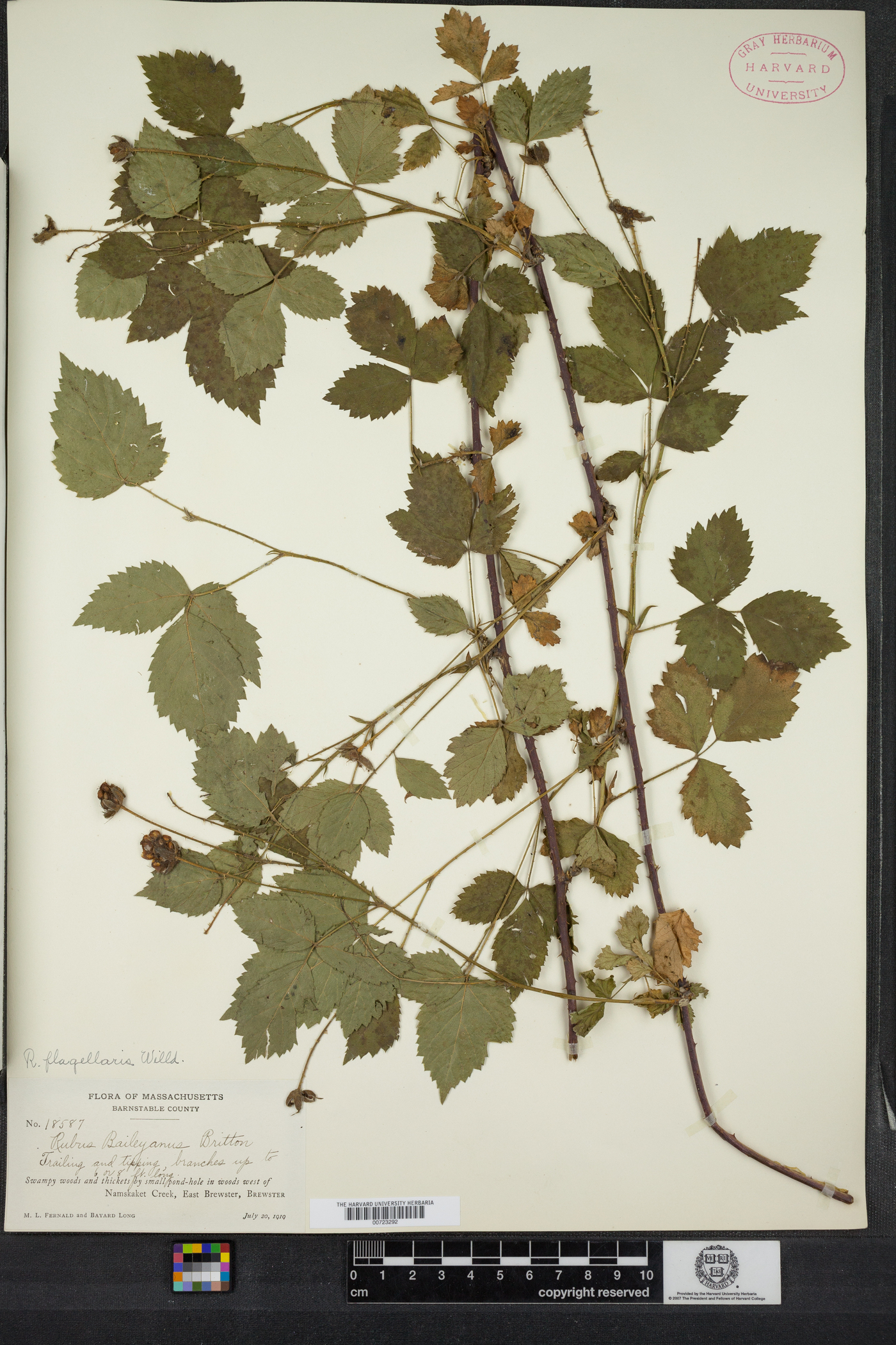 Rubus flagellaris image