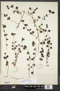 Mitchella repens image