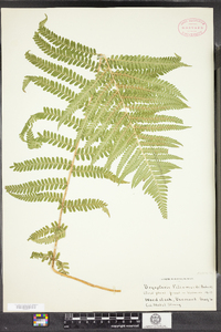 Dryopteris filix-mas image