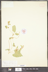 Polygonum scandens image