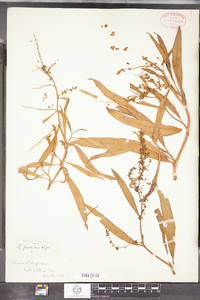 Rumex pallidus image