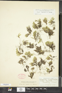 Selaginella rupestris image