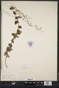 Desmodium ciliare image