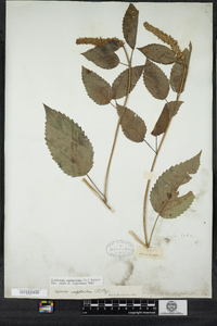 Agastache nepetoides image