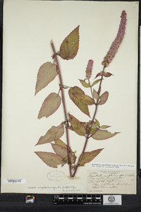 Agastache scrophulariifolia image