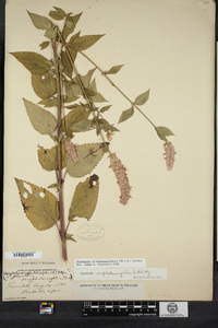 Agastache scrophulariifolia image