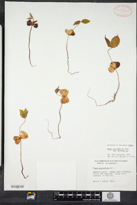 Fagus grandifolia image