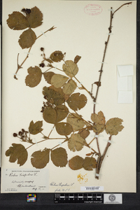 Rubus hispidus image