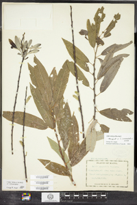 Salix sericea image