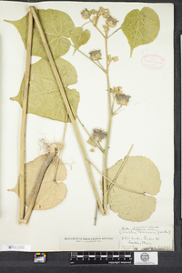 Abutilon theophrasti image