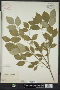 Staphylea trifolia image