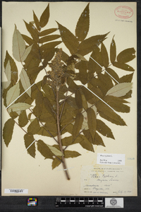 Rhus typhina image