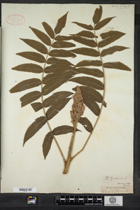 Rhus typhina image