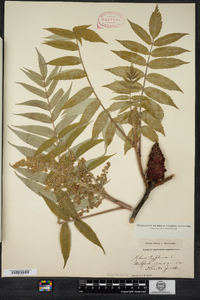 Rhus typhina image