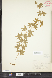 Lygodium palmatum image