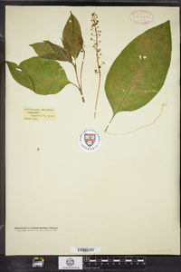 Phytolacca americana image