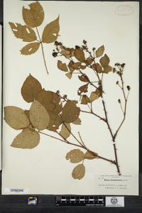 Rubus allegheniensis image