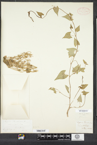 Polygonum convolvulus image