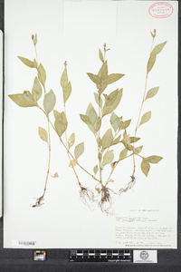 Polygonum cespitosum var. longisetum image