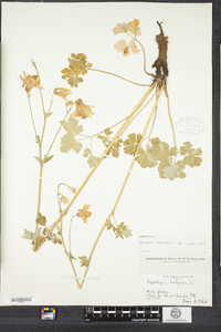 Aquilegia vulgaris image