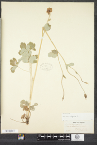 Aquilegia vulgaris image