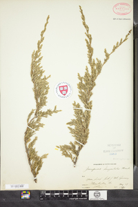 Juniperus horizontalis image