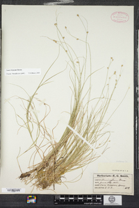 Carex trisperma image