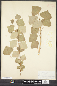 Populus nigra image