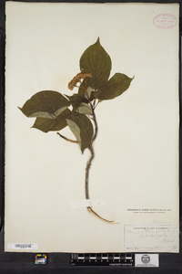 Cornus alternifolia image