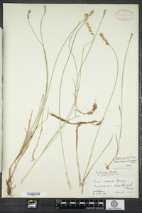 Carex siccata image