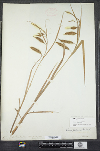 Carex paleacea image