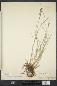 Carex pallescens image