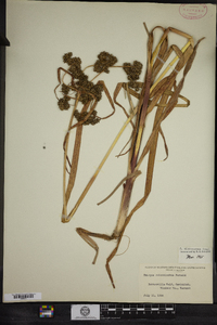 Scirpus microcarpus image