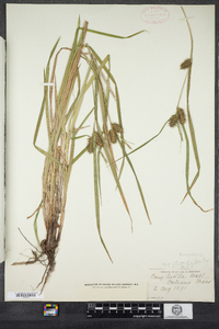 Carex lurida image