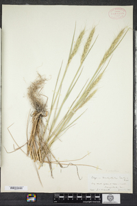 Elymus canadensis image