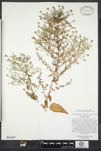 Symphyotrichum cordifolium image