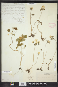 Thalictrum thalictroides image