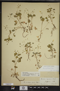 Oxalis stricta image