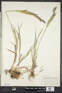 Agrostis stolonifera image