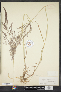 Agrostis stolonifera image