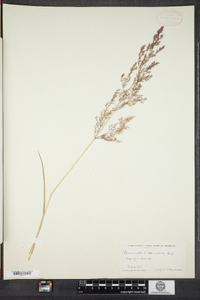 Agrostis stolonifera image