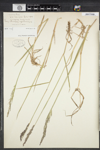 Calamagrostis pickeringii image