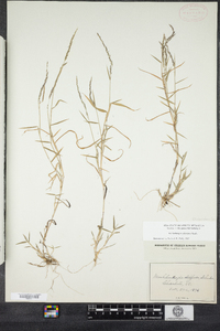 Muhlenbergia schreberi image