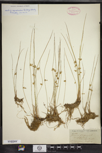 Juncus filiformis image