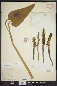 Pontederia cordata image